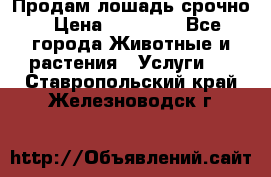 Продам лошадь срочно › Цена ­ 30 000 - Все города Животные и растения » Услуги   . Ставропольский край,Железноводск г.